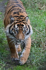 Obraz premium A close up photo of a walking tiger