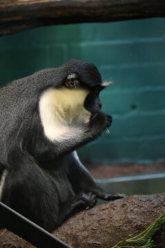 Close up photo of a monkey