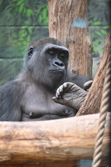 Portrait photo of a gorilla © andreas