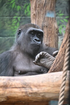 Portrait photo of a gorilla