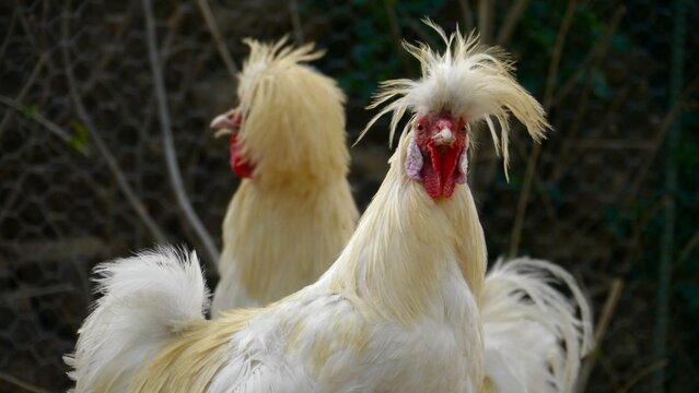 two funny-looking white crested chicken, portrait 551
