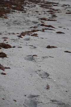 Sunrise Beach Footprints in Sand