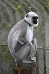 A velvet monkey sitting on a branch © andreas