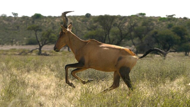 red hartebeest, Alcelaphus buselaphus caama, gallops 189

