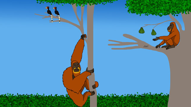 Tapanuli Orangutan: Guardians of the Highland Canopy