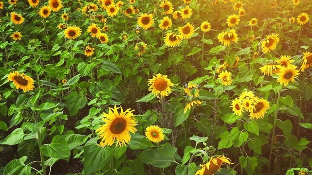 Sunflowers in the field, camera movement above yellow flower blossoms