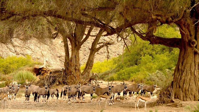 Oryx herd and springboks under huge ana trees, whose fruits they eat 978