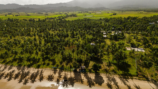 Aerial view of a lush palm tree forest bordering a sandy beach with distant rice fields and mountains under a bright sky, San Vicente, Mimaropa, Philippines.