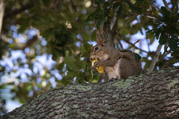 Furry squirrel in park tree eating © Edson