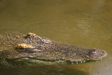Obraz premium Crocodile Head Close Up Showing Textured Skin and Teeth in Murky Water