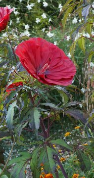 Sumpf-Roseneibisch  'CAROUSEL Red Wine' (Hibiscus moscheutos). Tropisch anmutenden scharlachrot Riesenbl&uuml;ten im Beet und bringt mit seinem dunkel purpurbronzefarbenes Laub zus&auml;tzlich Kontrast

