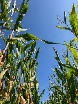 Worm's Eye View of Tall Corn Stalks Against Clear Blue Sky in Rijkevorsel, Belgium