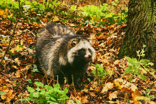 common raccoon dog, Nyctereutes procyoniodes, in forest 433