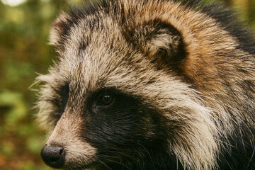 common raccoon dog, Nyctereutes procyoniodes, in forest, portrait 447 © meyblume