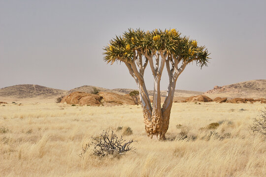 blooming quiver tree, Aloe dichotoma, on yellow grass plain with rocks 200