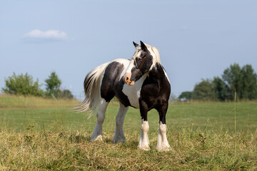 Majestic black and white piebald horse standing in a sunny green meadow, with flowing mane and tail, under a clear blue sky in a peaceful rural landscape © Vilma