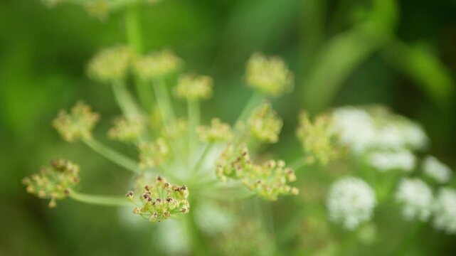Marsh angelica Angelica palustris fruit achenes seed plant flower wetland cute achene beautiful Apiaceae tiny flowers bloom blooming white protected endangered species herbaceous perennial plant