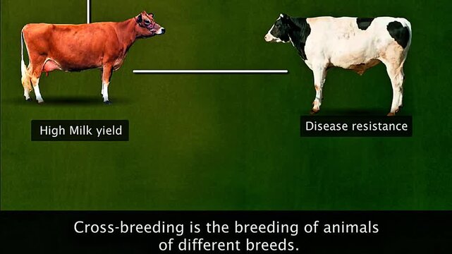 cross breeding of livestock