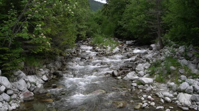 Small mountain river flow,Tatry, Kiezmarska biala woda, Slovakia, June 2026