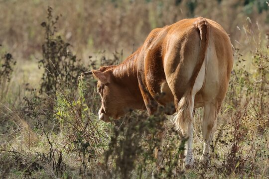 vache