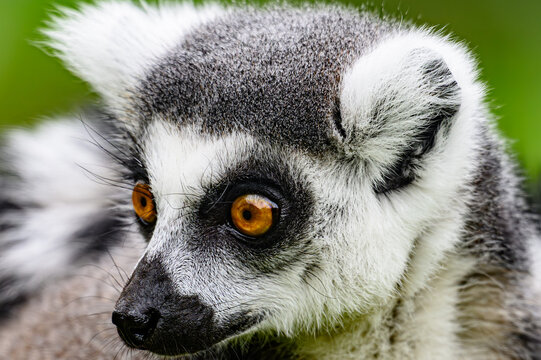 ring tailed lemur