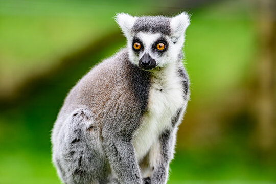 ring tailed lemur