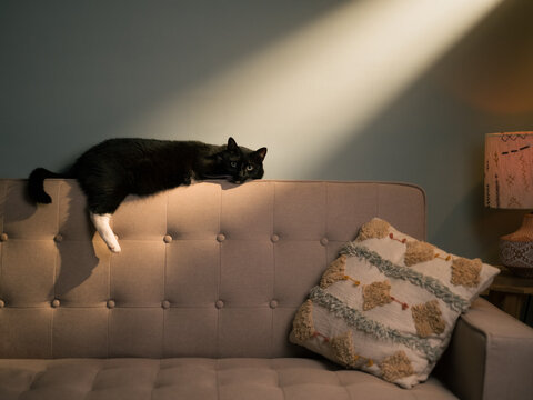 Cat resting on couch at home