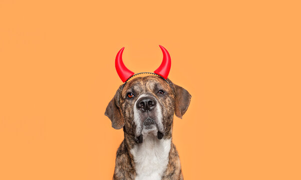 Halloween devil dog with red horns on orange background, mischievous pet character , spooky doggy holiday marketing and funny dog costume