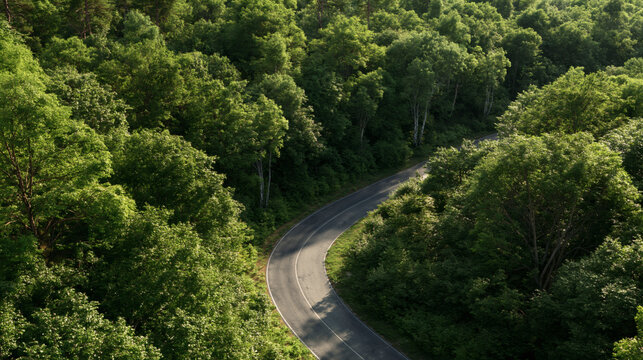 Winding Road Through Verdant Forest: An aerial view reveals a solitary asphalt road curving through a dense, vibrant green forest, symbolizing journey and exploration amidst nature's embrace.
