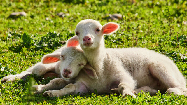 two sheep babies close together 198