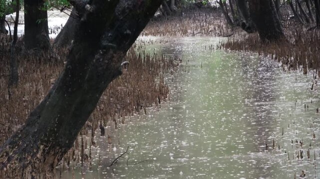 Cinematic heavy rain on pneumatophores beside the cannal in the sundarbans in mid shot