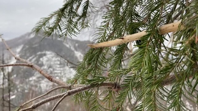 Close up of snow covered tree branches with mountains on background.