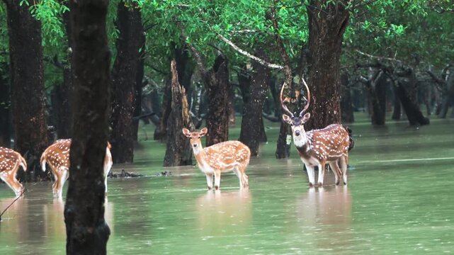 Deer standing on hig tide in a cinematic scenery in the sundarbans