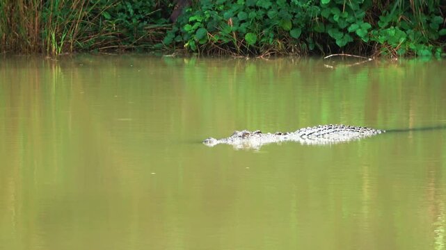 A crocodile is swimming in a green reflected water in the sundarbans