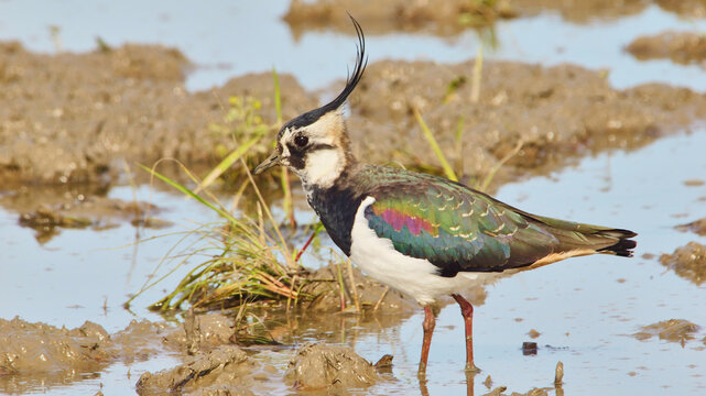northern lapwing, Vanellus vanellus in shallow water, close 378