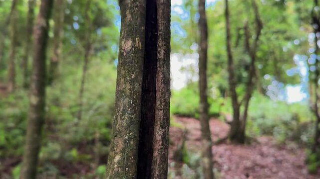 Quiet path through the old-growth forest of T&agrave; X&ugrave;a, with tall tree trunks, dense green vegetation and soft natural light creating a secluded wilderness atmosphere in northern Vietnam