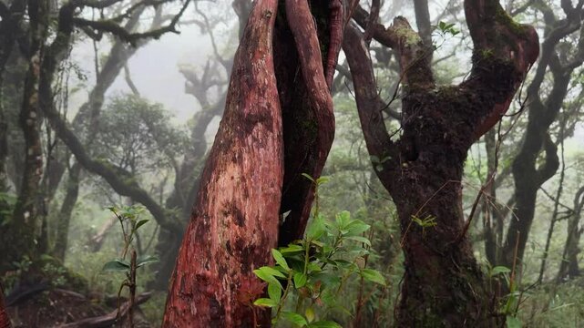 Ancient tree with reddish weathered bark rising through the dense vegetation of T&agrave; X&ugrave;a Primeval Forest, surrounded by moss-covered trunks and humid mountain woodland