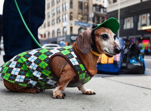 Dressed up NY dachshund