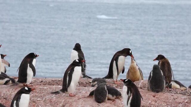 Gentoo penguin chick eagerly begs for food from parent amid bustling Antarctic rookery. Overcast daylight, natural coastal setting, ocean in background, steady wide shot, documentary style.
