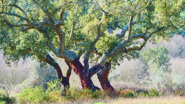 cork oaks, Quercus suber, with red trunks, freshly peeled 018   
