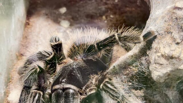 A hairy tarantula rests in its web inside the zoo in Saint Petersburg. This eerie and fascinating spider evokes a feeling of thrilling suspense and quiet wonder.