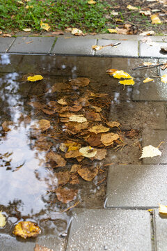 Water puddle on paved park path with submerged yellow birch leaves and pine needles reflecting sky and trees. Autumn rainy weather concept.