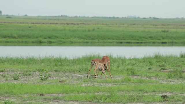 Two male impalas clash in a powerful territorial fight, locking horns and pushing against each other near the river in Chobe National Park, Botswana.