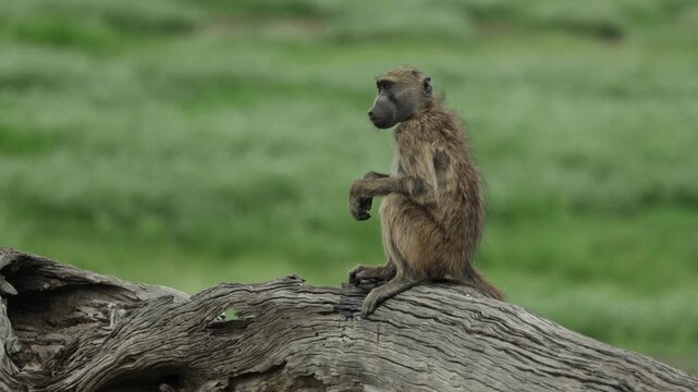 A young chacma baboon sits on a fallen tree trunk and scanning his surroundings, Chobe National Park, Botswana.