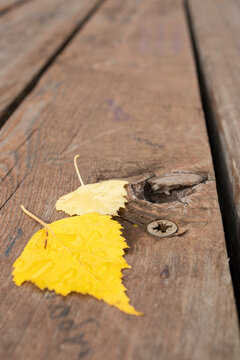 Close-up of a metal screw head in weathered wooden decking next to yellow birch leaves with water drops. Autumn background detail concept.