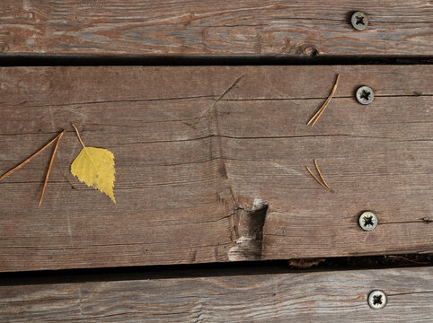 Top-view flat lay of a small yellow birch leaf and dry pine needles on dark brown wooden decking planks. Autumn background texture concept.