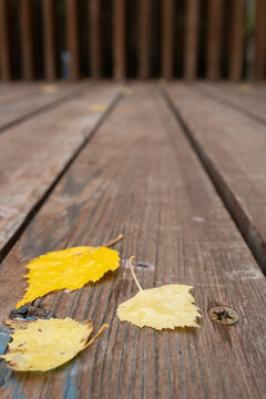 Low-angle close-up of dry yellow birch leaves with raindrops resting on wooden decking planks. Autumn season nature concept.