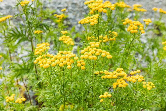 Gelber Rainfarn in voller Bl&uuml;te in Norwegen