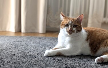Domestic ginger cat resting on carpet looking at camera with copy space © natalia