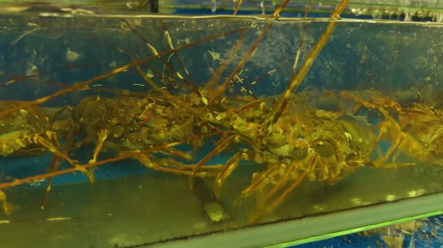 Spiny lobsters swimming in an underwater tank, ready for purchase at a seafood market or restaurant, representing fresh catch and delicious gourmet cuisine